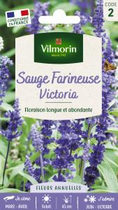 Sauge Victoria